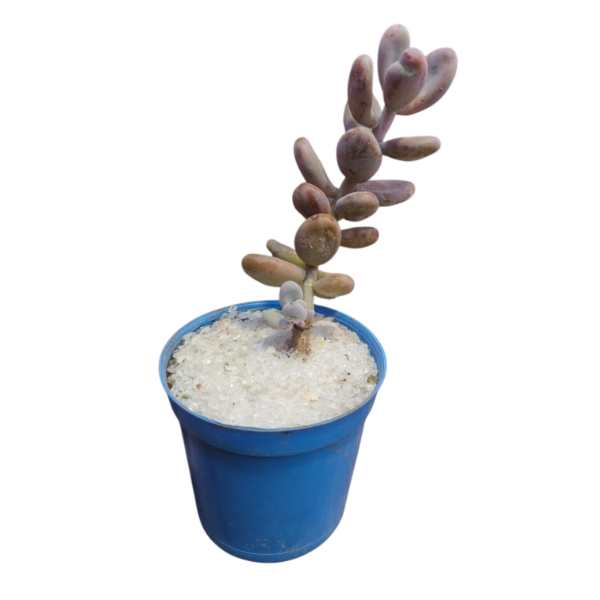 Producto - Pachyphytum oviferum