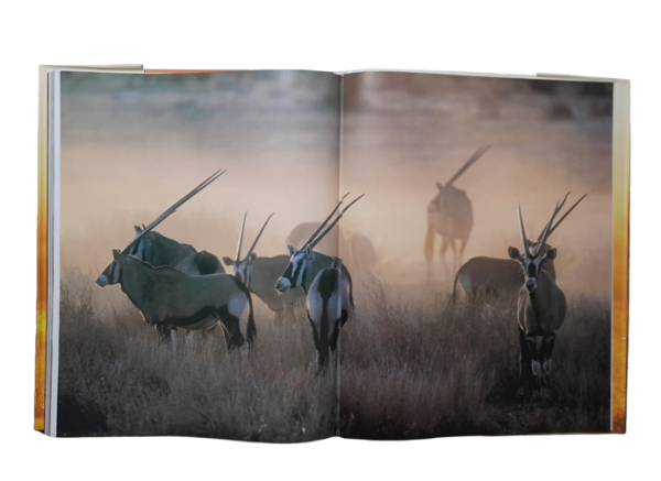 Miniatura de producto - 10