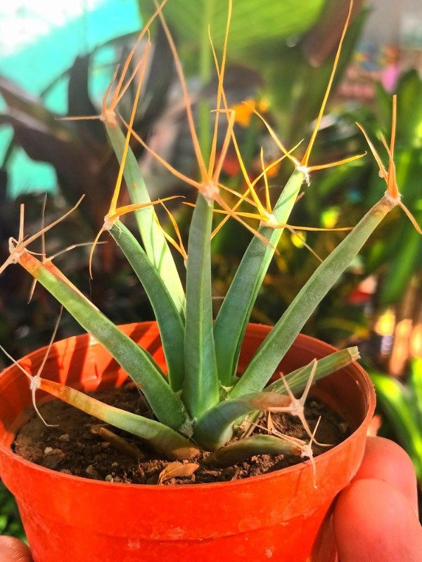 Producto - Cactus Agave - 0