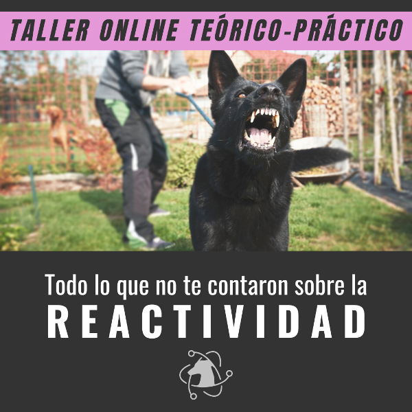 Producto - Taller Todo lo que no te contaron sobre la REACTIVIDAD (curso)