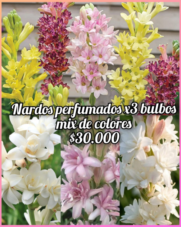 Producto - Mix de colores de Bulbos de Nardos perfumados x3