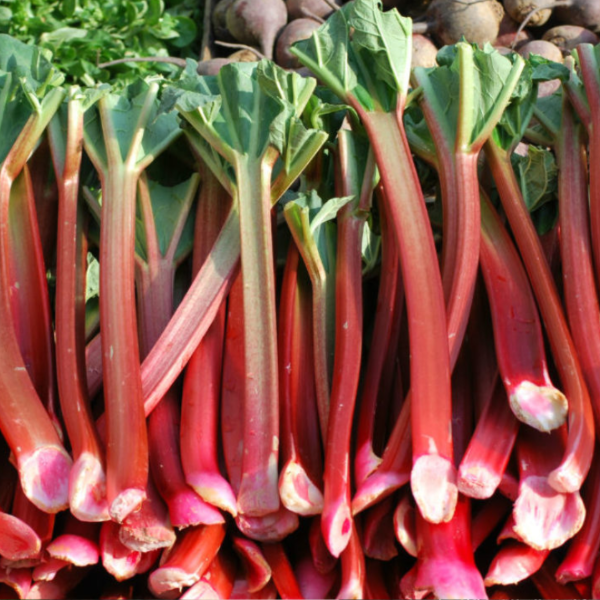 Producto - Semillas de Ruibarbo