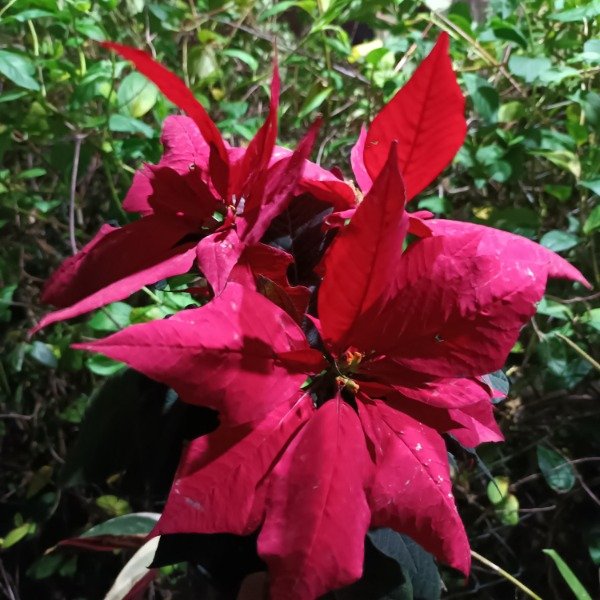 Producto - Estrella Federal - 3
