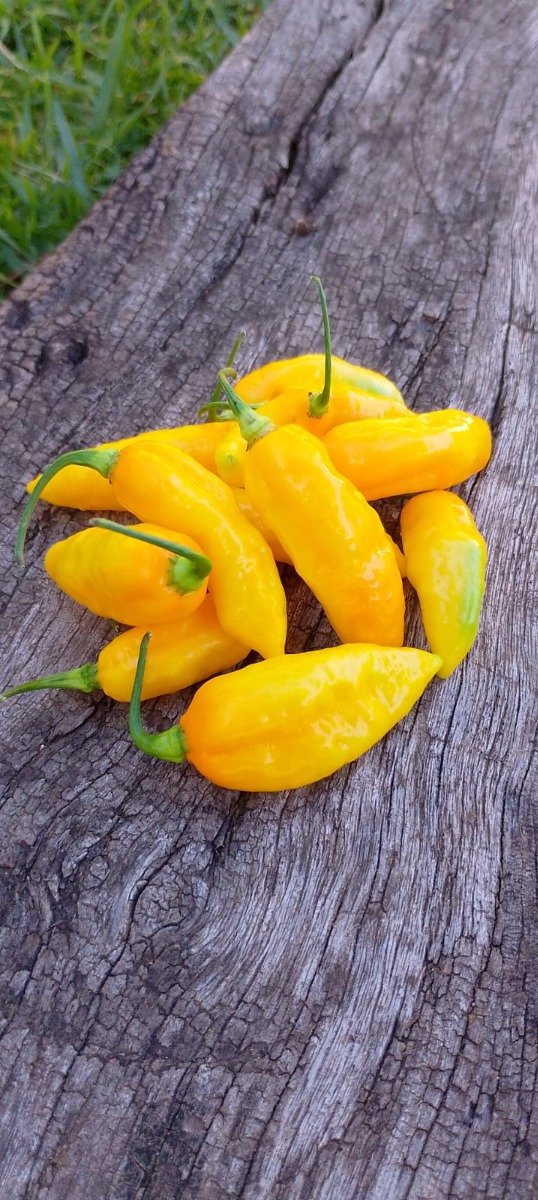 Producto - Semillas de ají naga colt arizona