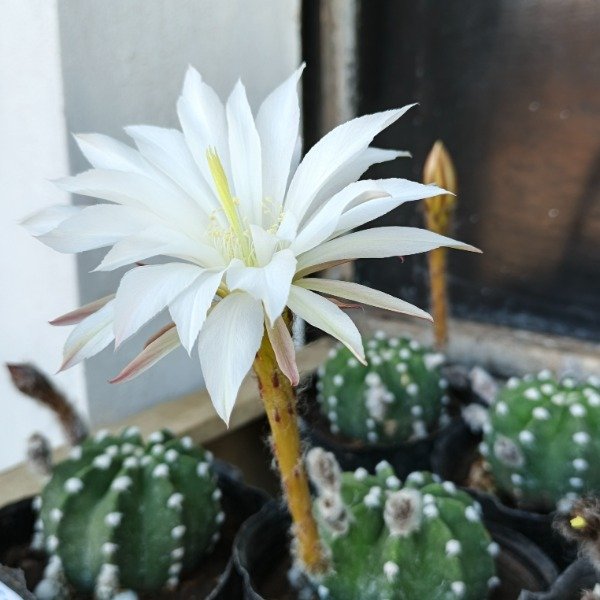 Producto - Echinopsis subdenudata