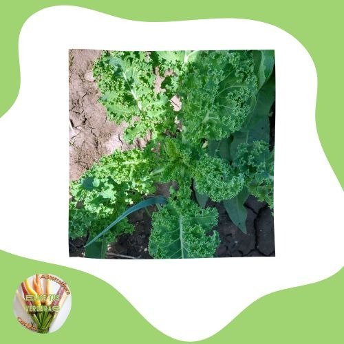 Producto - Kale rizado - 1 paquete