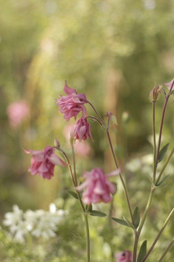 Producto - Aquilegia vulgaris - "Columbina Doble Rosada" - 2