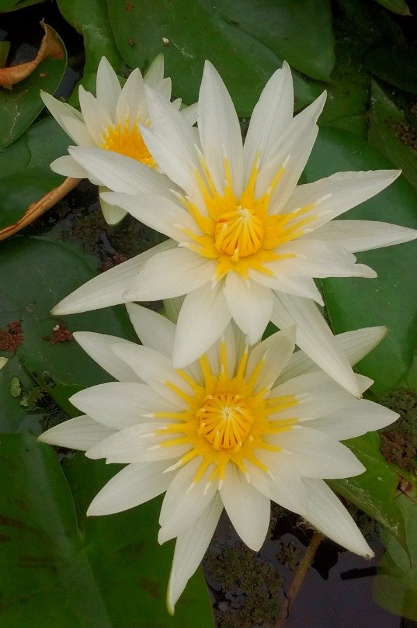 Producto - Nymphaea GEORGE PRING (mediana)