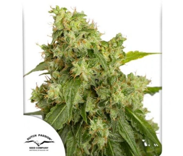 Producto - Auto Xtreme Haze