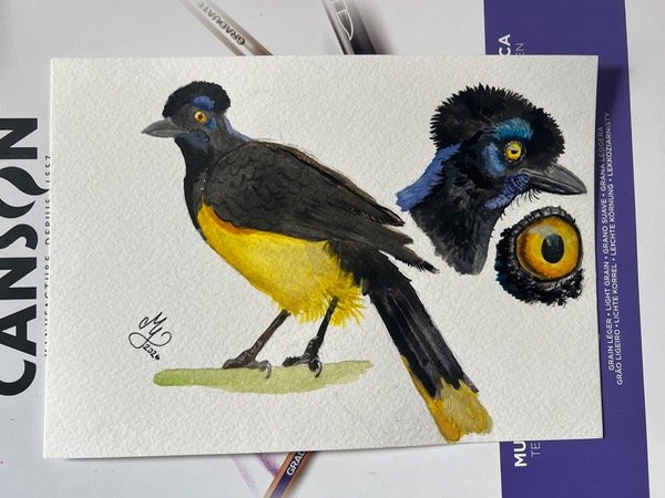 Producto - Pintura en acuarela sobre papel de un ave - 3