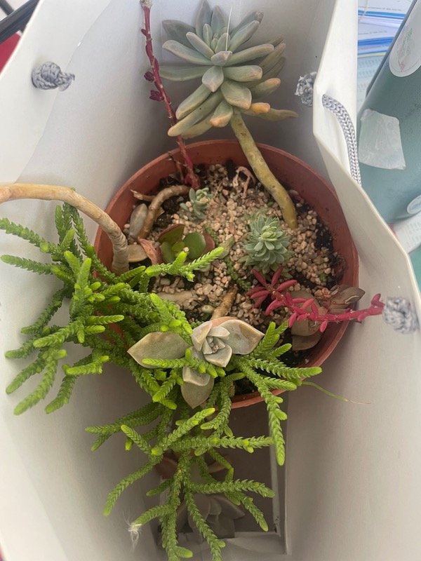 Producto - Convivencias de suculentas en tu maceta