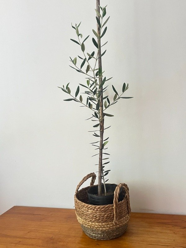 Producto - Olivo mediano
