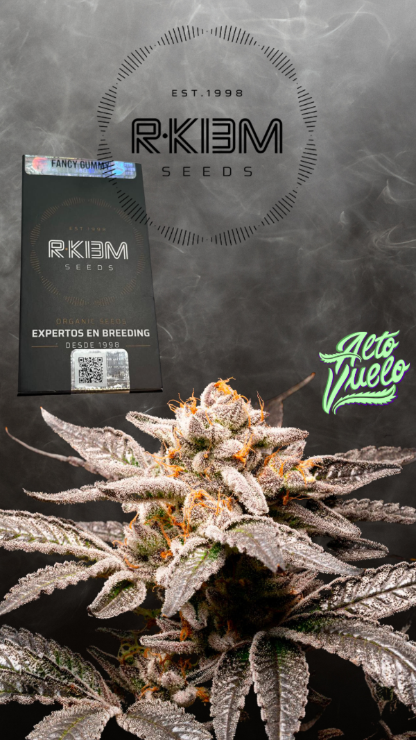 Producto - Semillas R-kiem Fancy Gummie (3 und)