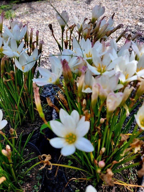 Producto - Zafirante - Zephyranthes o Lirio de lluvia