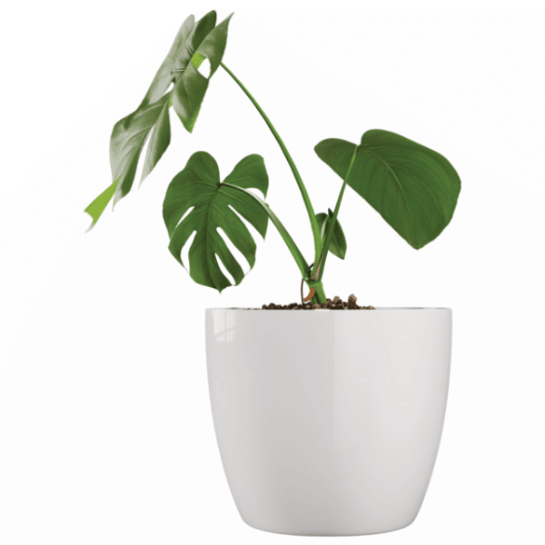 Producto - MACETA PREMIUM N27 9L COLOR BLANCO 10 UNIDADES