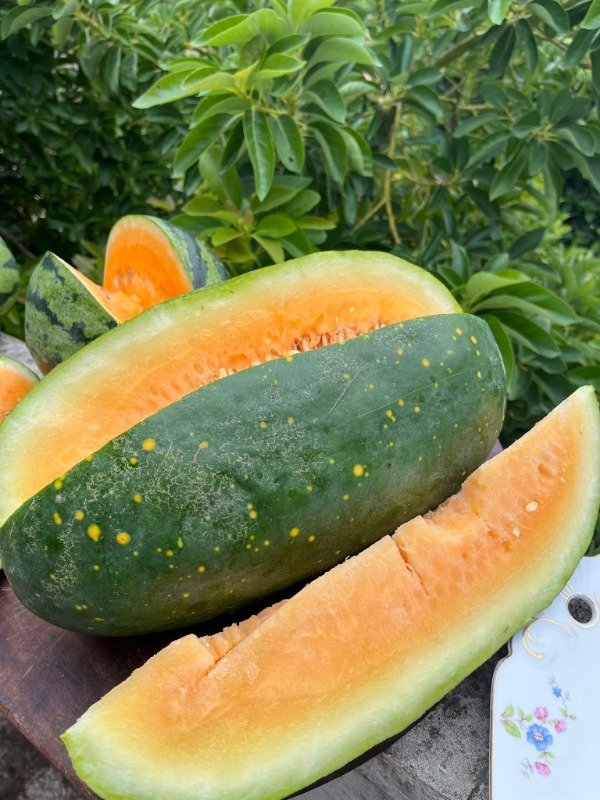 Producto - SEMILLAS DE SANDIA LUNA Y ESTRELLAS PULPA AMARILLA