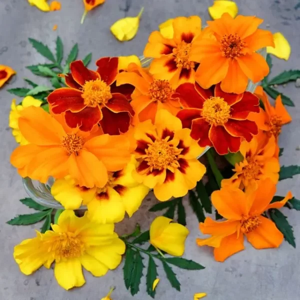 Producto - Marigold Seeds, Disco Mix