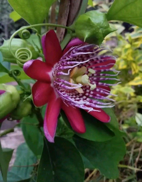 Producto - Maracuyá - 2