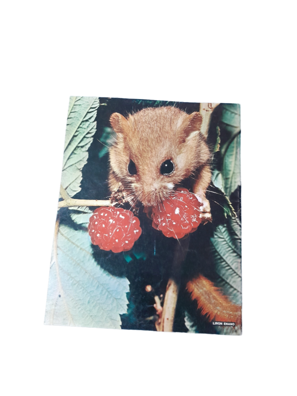 Miniatura de producto - 8