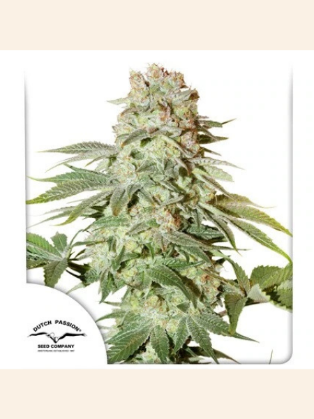 Producto - Auto Power Plant x3 - Dutch Passion