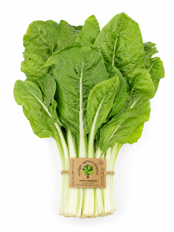Producto - Atado de Acelga Agroecológico.