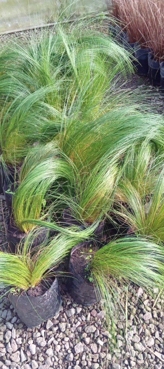 Producto - Stipa - 1