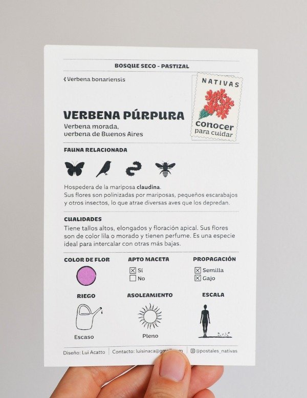 Producto - Postal - Verbena púrpura - 1