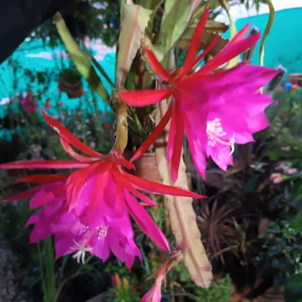 Producto - Cactus Orquídea (Epiphyllum) - 5