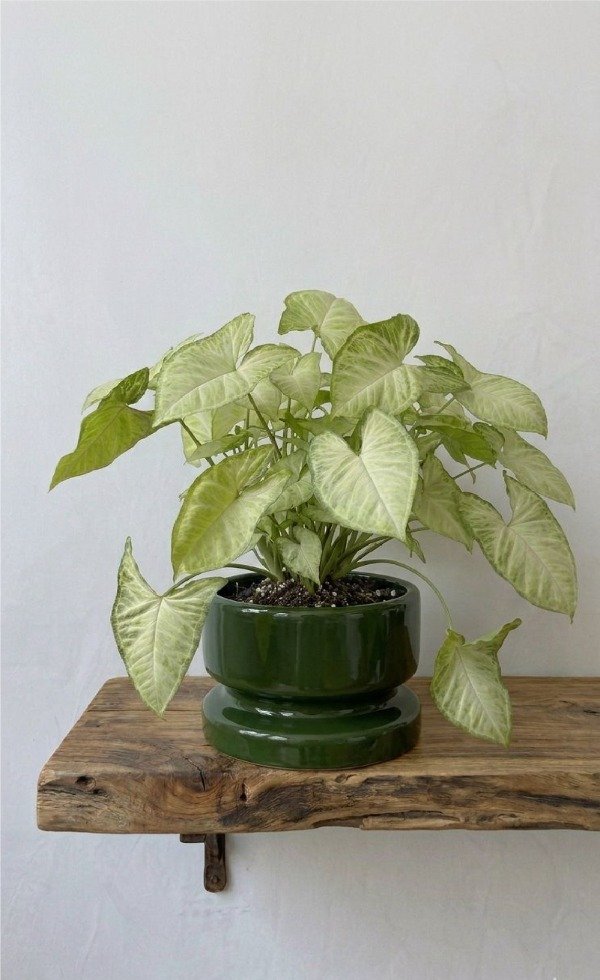 Producto - Maceta Bulón