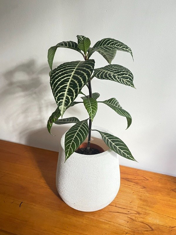 Producto - Planta Zebra Aphelandra Mediana