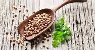 Producto - Semillas agroecologicas de cilantro