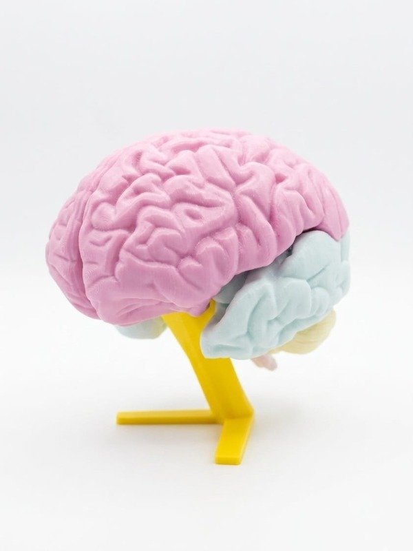 Producto - CEREBRO DIDACTICO IMANTADO - 0