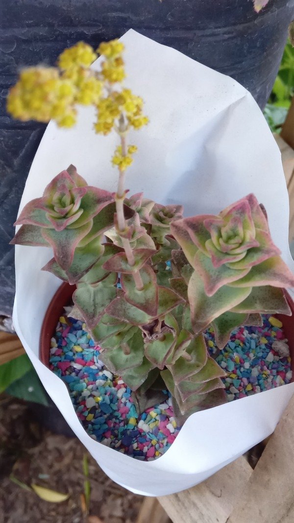 Producto - Crassula perforata - 2