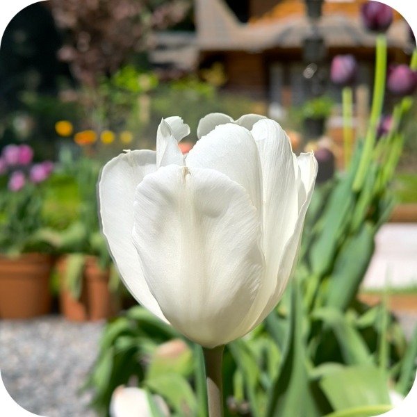 Producto - Inzell - Pack x 10 bulbos