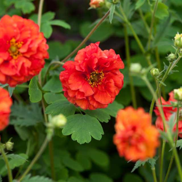 Producto - GEUM