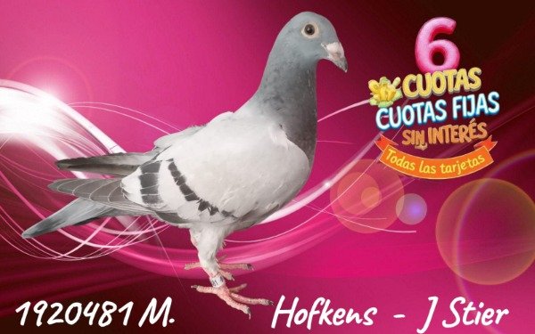 Producto - 1920481 M   Hofkens - Jonge Stier