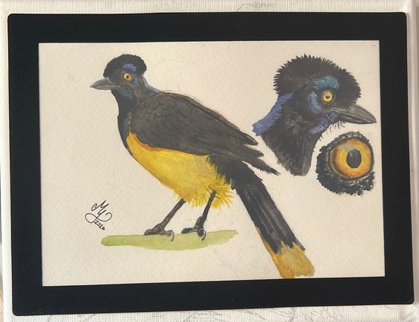 Producto - Pintura en acuarela sobre papel de un ave - 0