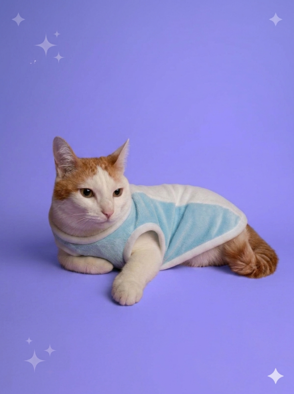 Producto - Chaleco EDICION MUNDIAL - Gatitos