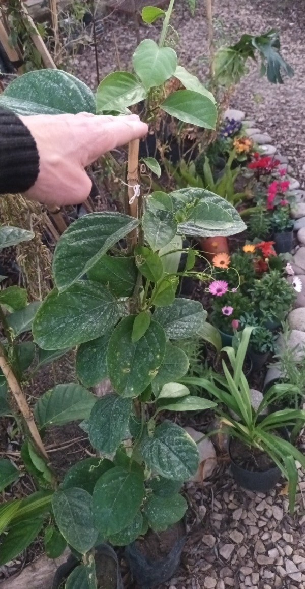 Producto - Maracuyá - 3