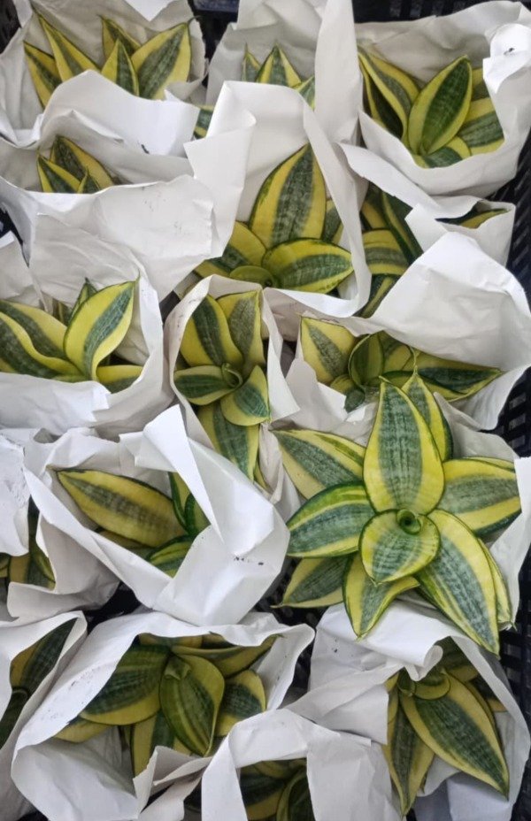 Producto - Sansevieria Enana Golden - 1
