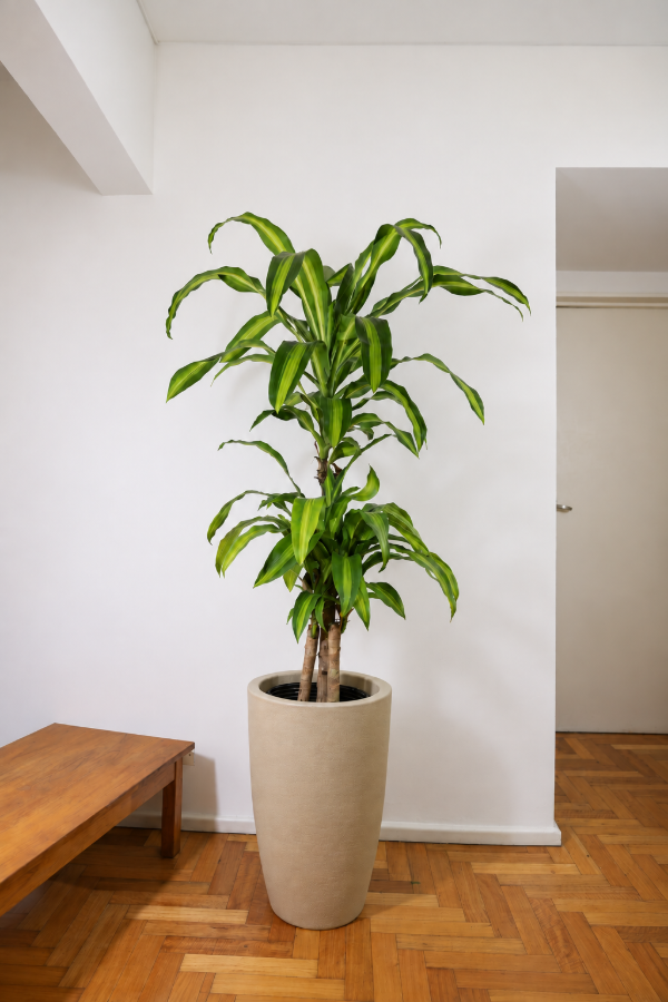 Producto - Palo de Agua XG - 3