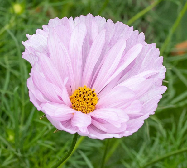 Producto - Cosmos bipinnatus Cupcakes Blush - 0