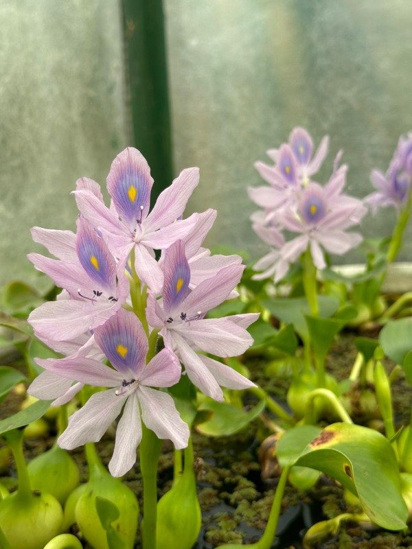 Producto - JACINTO DE AGUA (camalote)