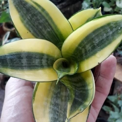 Producto - Sansevieria Enana Golden - 0