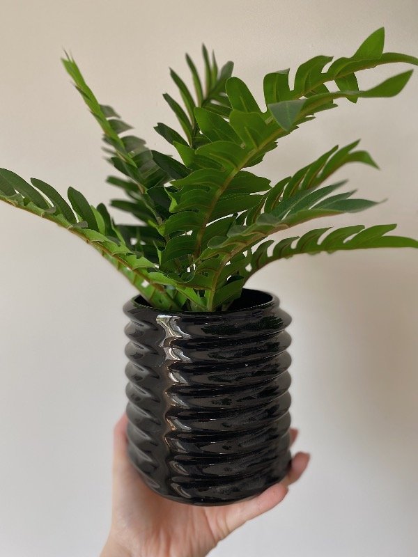 Producto - Maceta Eclipse