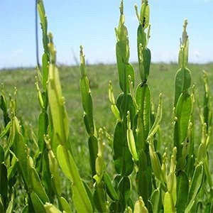 Producto - Baccharis trimera (Carqueja)