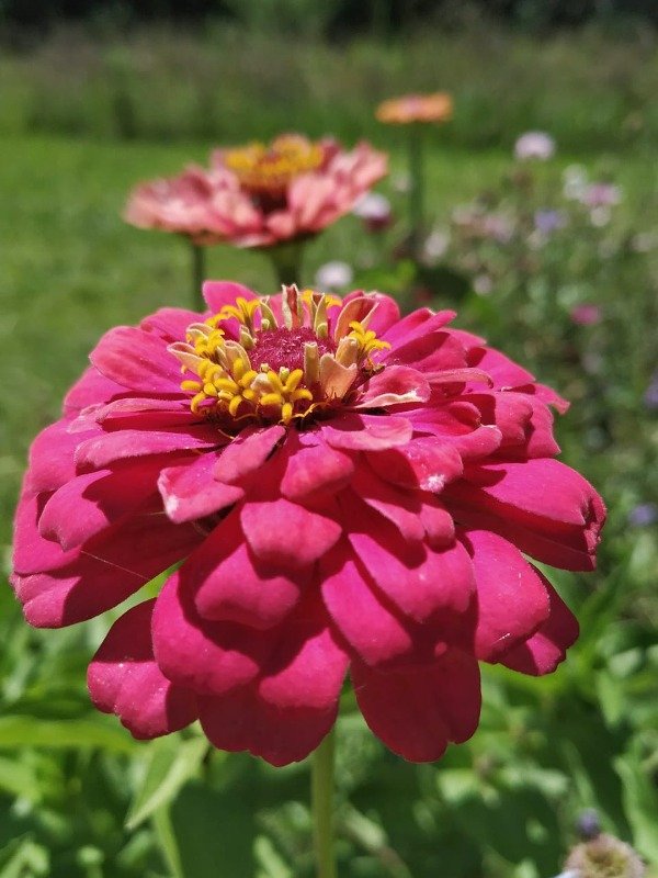 Producto - ZINNIA ELEGANS (MIX DE COLORES)