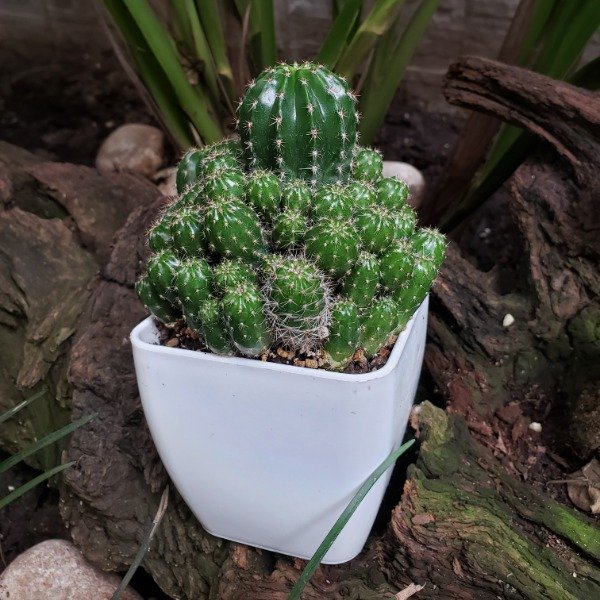 Producto - Echinopsis oxygona