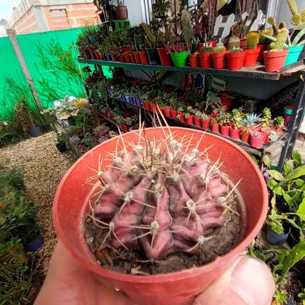 Producto - Gymnocalycium mihanovichii - 3