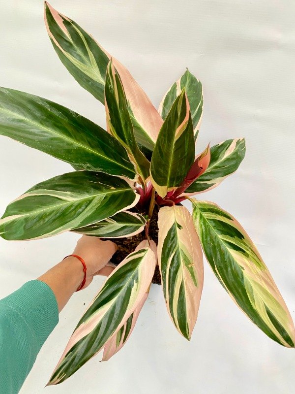 Producto - Calathea Stromanthe Rosa en maceta de 3L